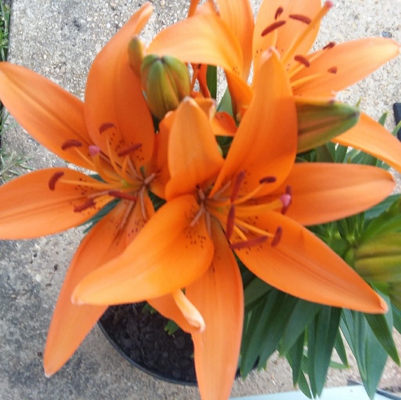 Meet your Posher, Fury~ - Picture 1 of 1